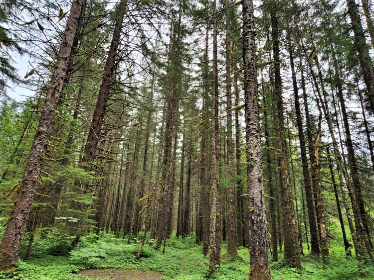 forest